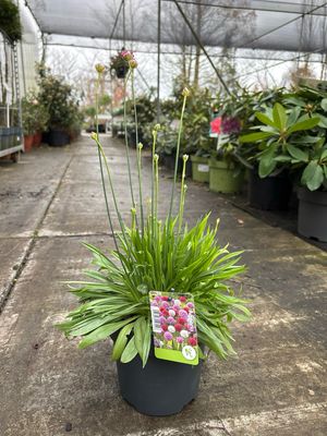 Armeria (Engels gras) rood OP=OP