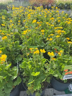 Geum coccineum 'Lady Stratheden' (Nagelkruid) OP=OP