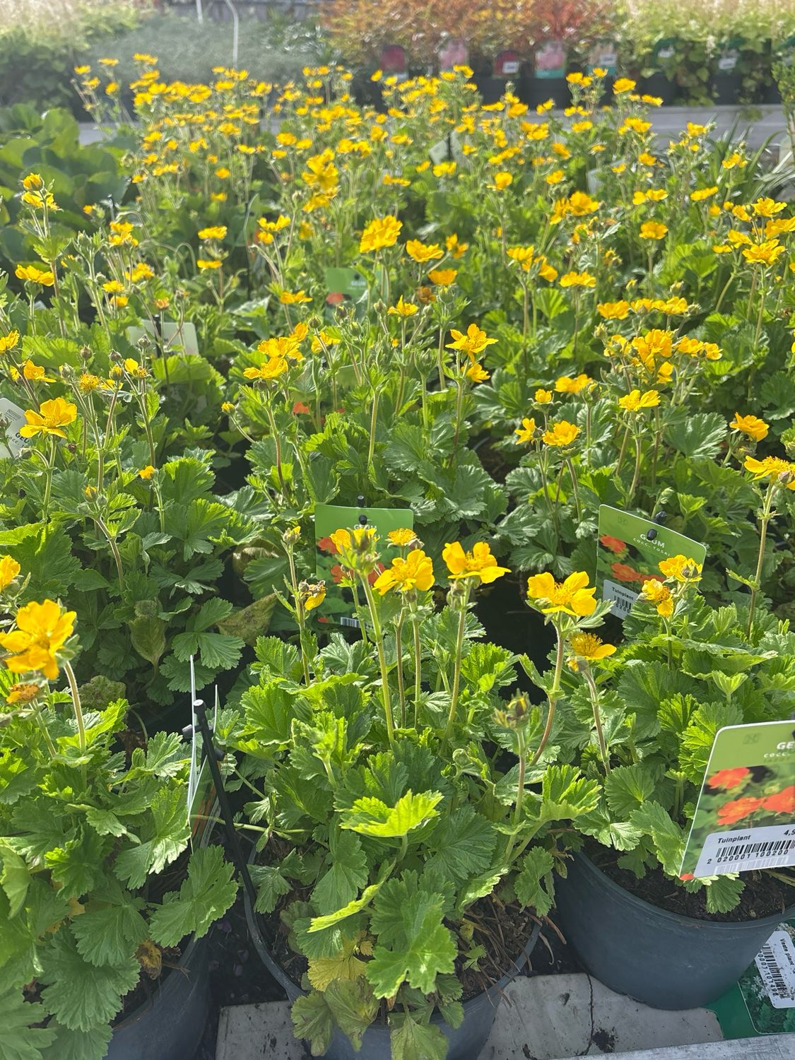 Geum coccineum 'Lady Stratheden' (Nagelkruid) OP=OP