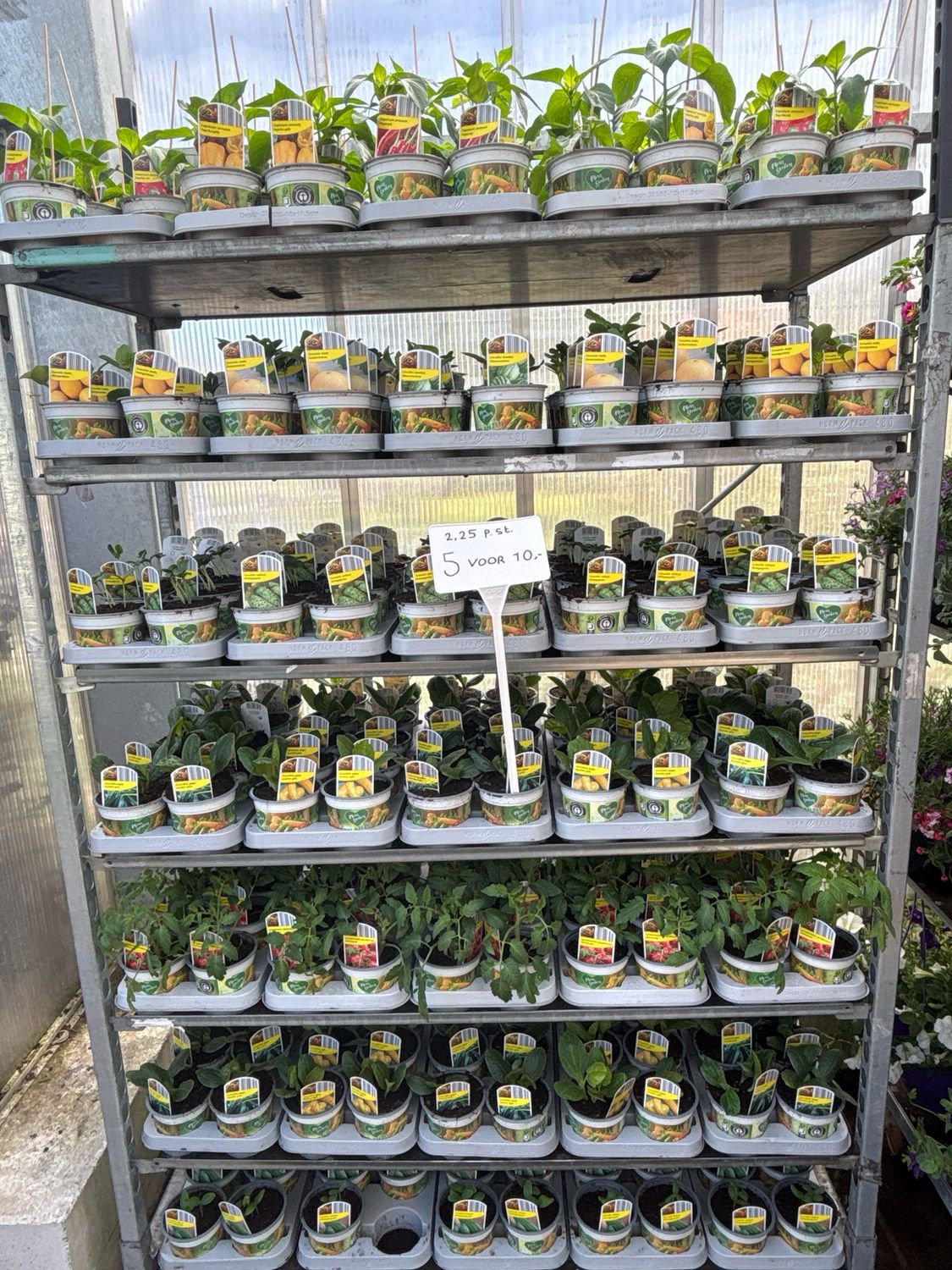 Groenten plantjes verschillende soorten 5 voor €10 OP=OP