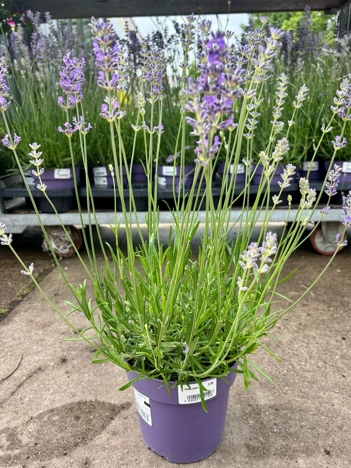 Lavandula (Lavendel) OP=OP Lavandula (Lavendel) OP=OP