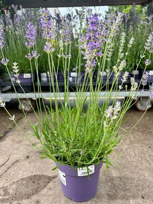 Lavandula (Lavendel) OP=OP Lavandula (Lavendel) OP=OP