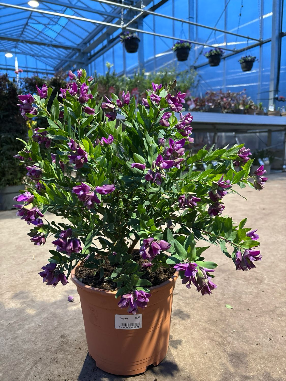 Polygala myrtifolia (Vleugeltjesbloem) OP=OP