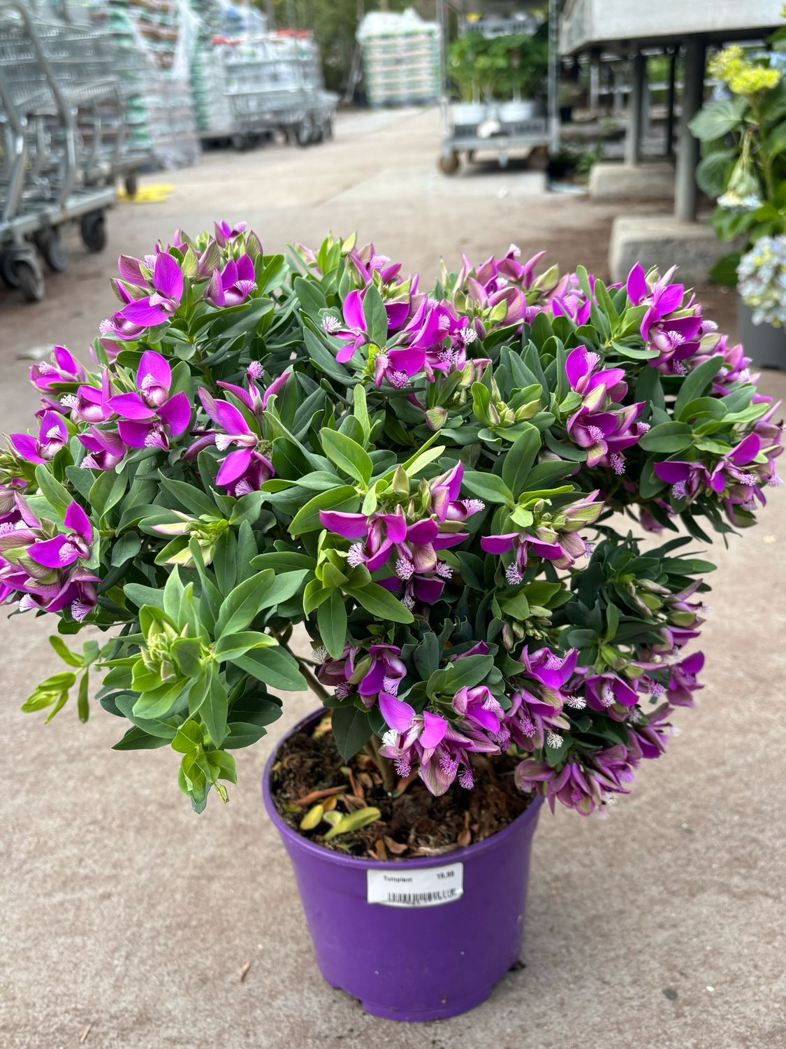 Polygala myrtifolia (Vleugeltjesbloem) OP=OP