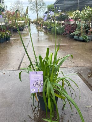 Agapanthus by Nolina (Afrikaanse Lelie blauw)  OP=OP