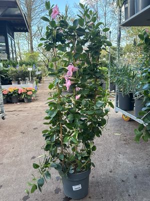 Mandeville (Sundaville) Roze en Rood OP=OP