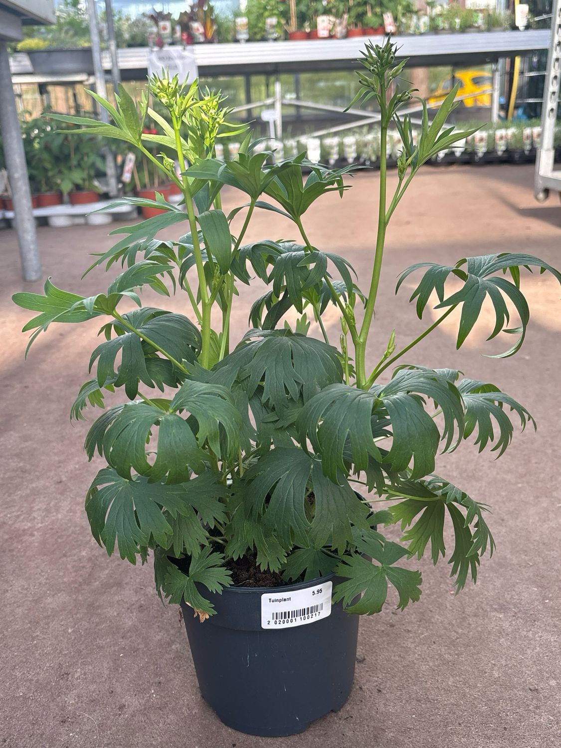 Delphinium (Ridderspoor) blauw OP=OP