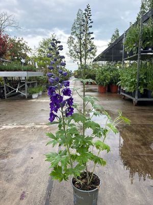Delphinium (Ridderspoor) blauw OP=OP