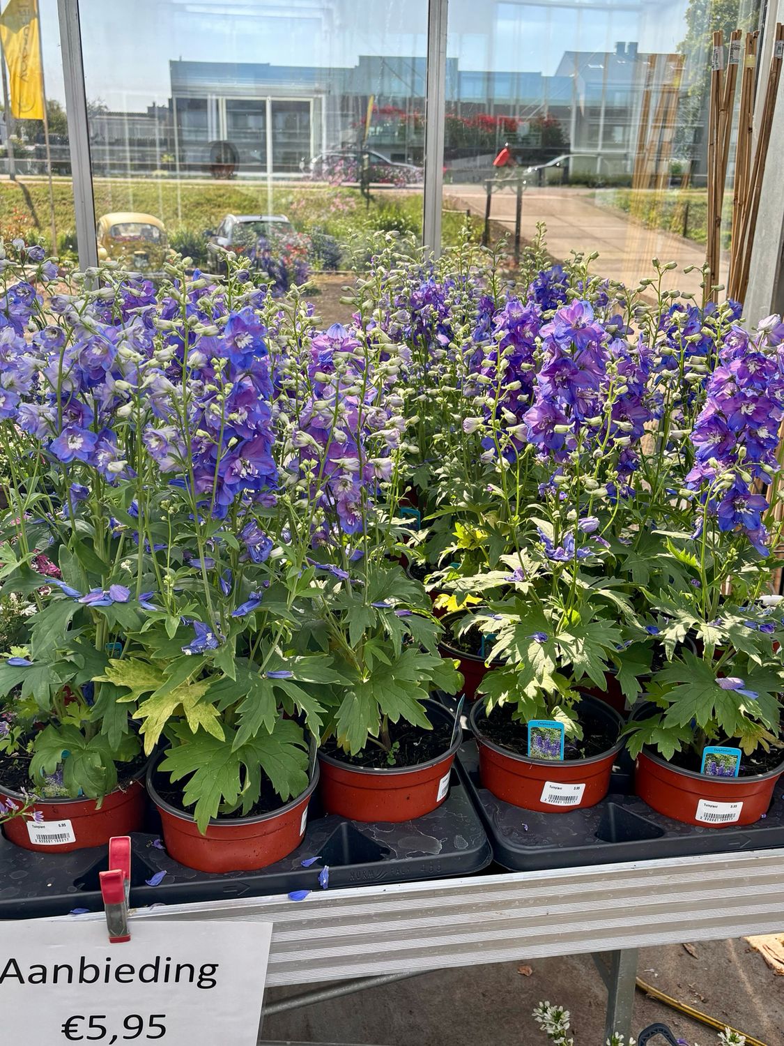 Delphinium (Ridderspoor) blauw OP=OP