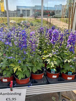 Delphinium (Ridderspoor) blauw OP=OP Delphinium (Ridderspoor) blauw OP=OP
