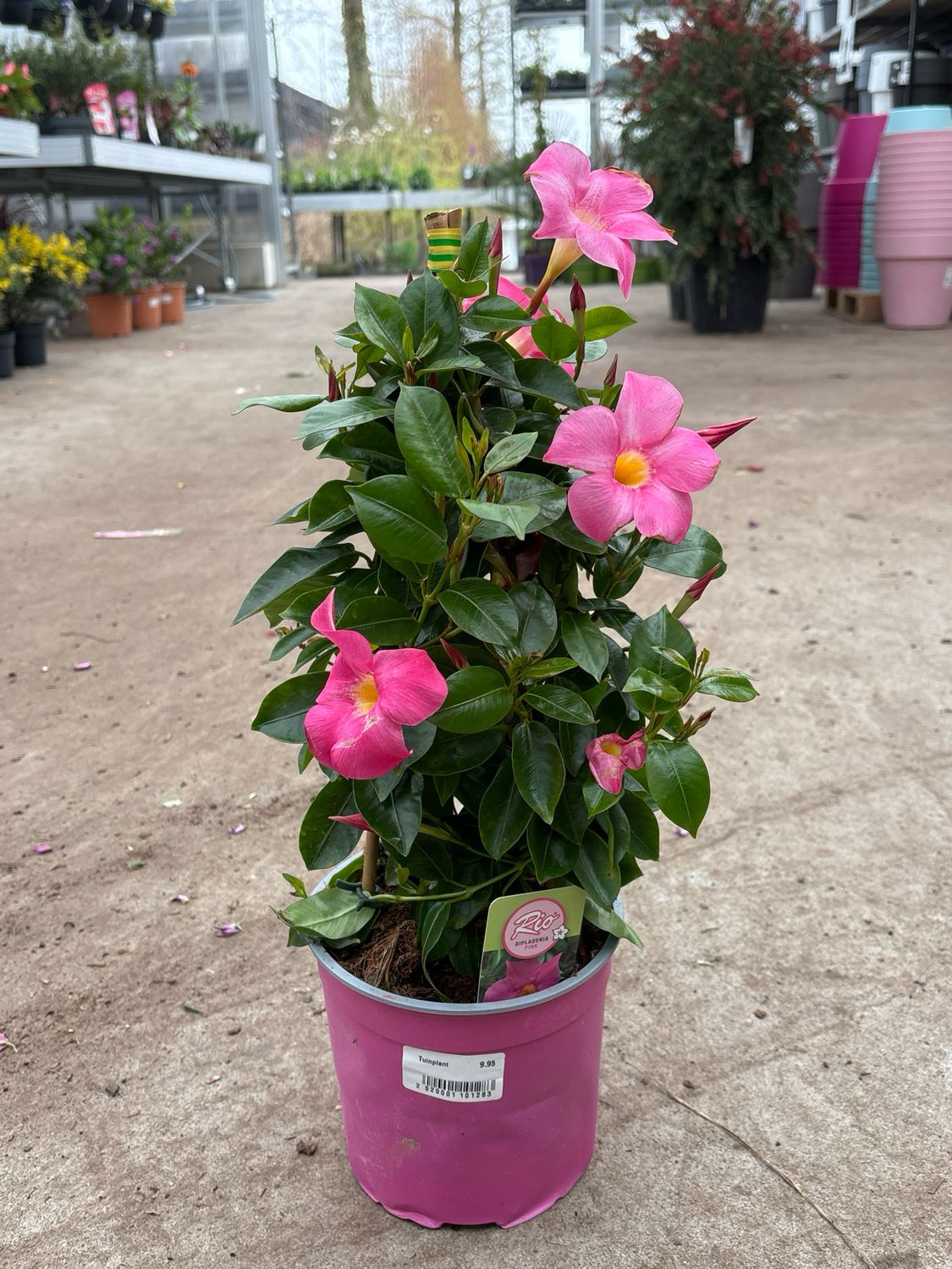 Mandeville (Sundaville) Roze OP=OP Mandeville (Sundaville) Roze OP=OP