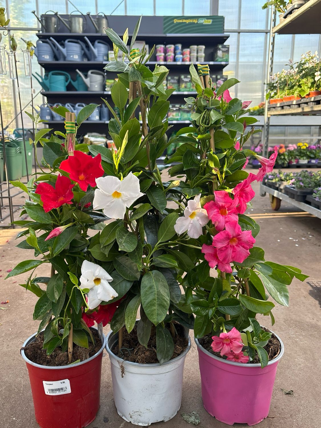 Mandeville (Sundaville) verschillende kleuren OP=OP