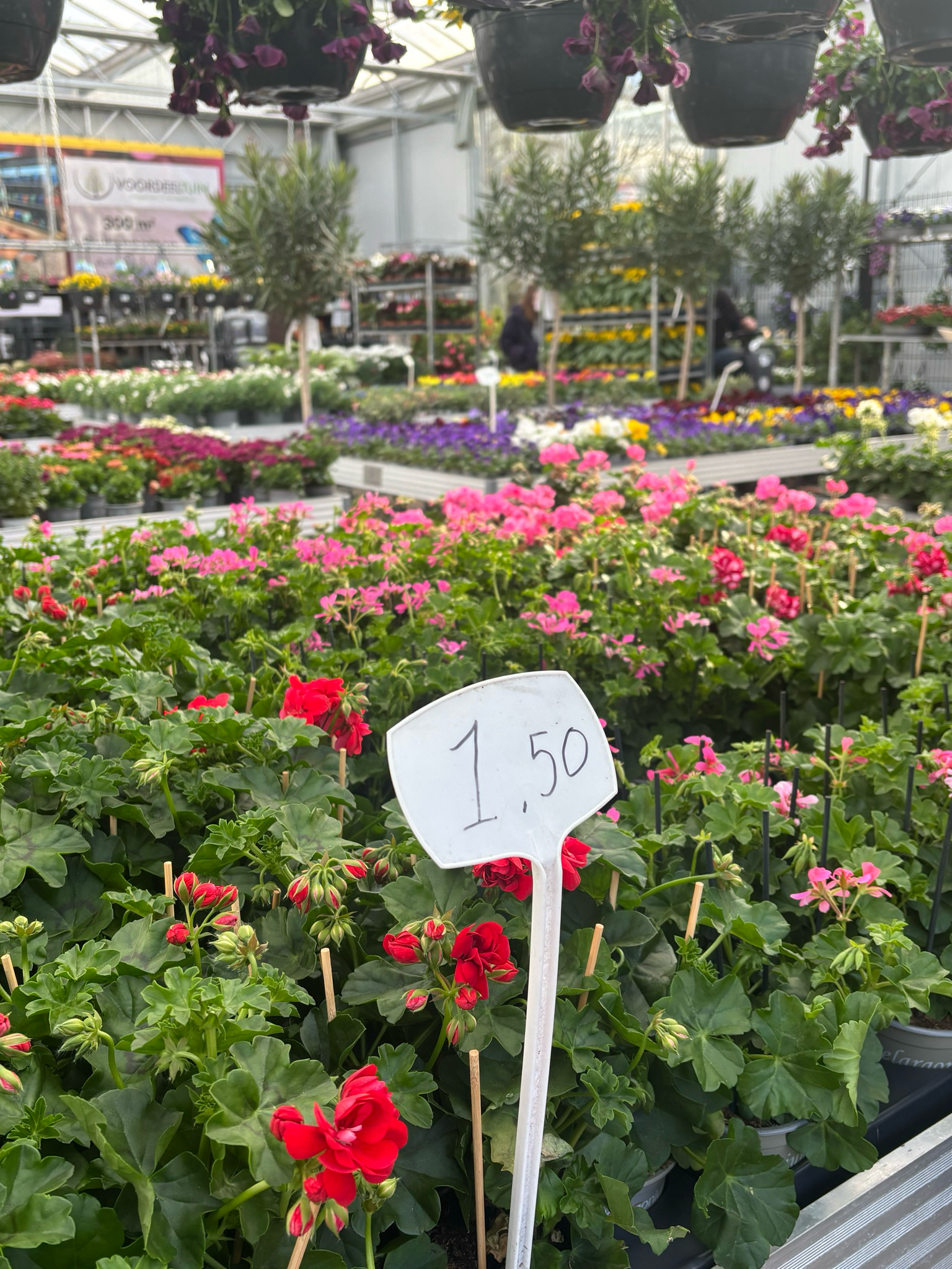 Geranium staand en hang (perkplant) OP=OP