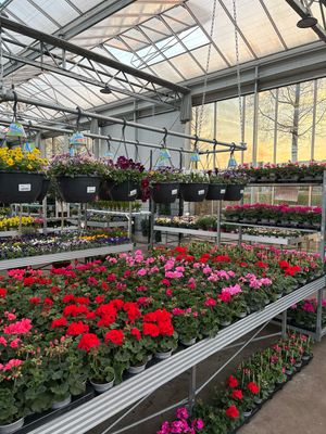 Geranium staand en hang (perkplant) OP=OP
