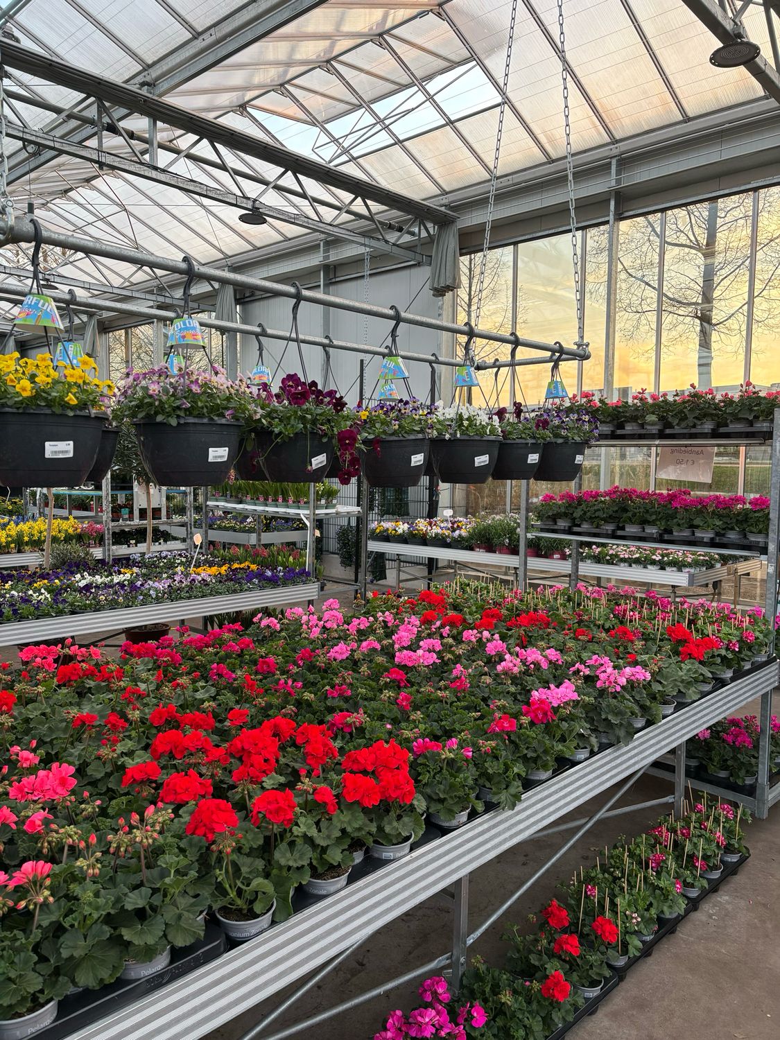 Geranium staand en hang (perkplant) OP=OP