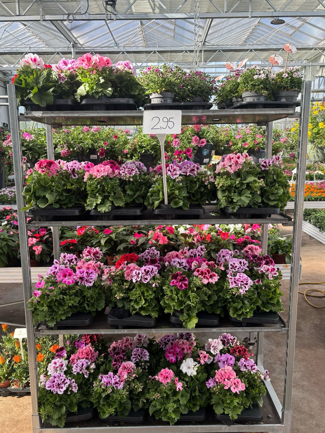 Franse Geranium OP=OP