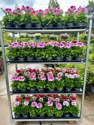 Franse Geranium OP=OP Franse Geranium OP=OP