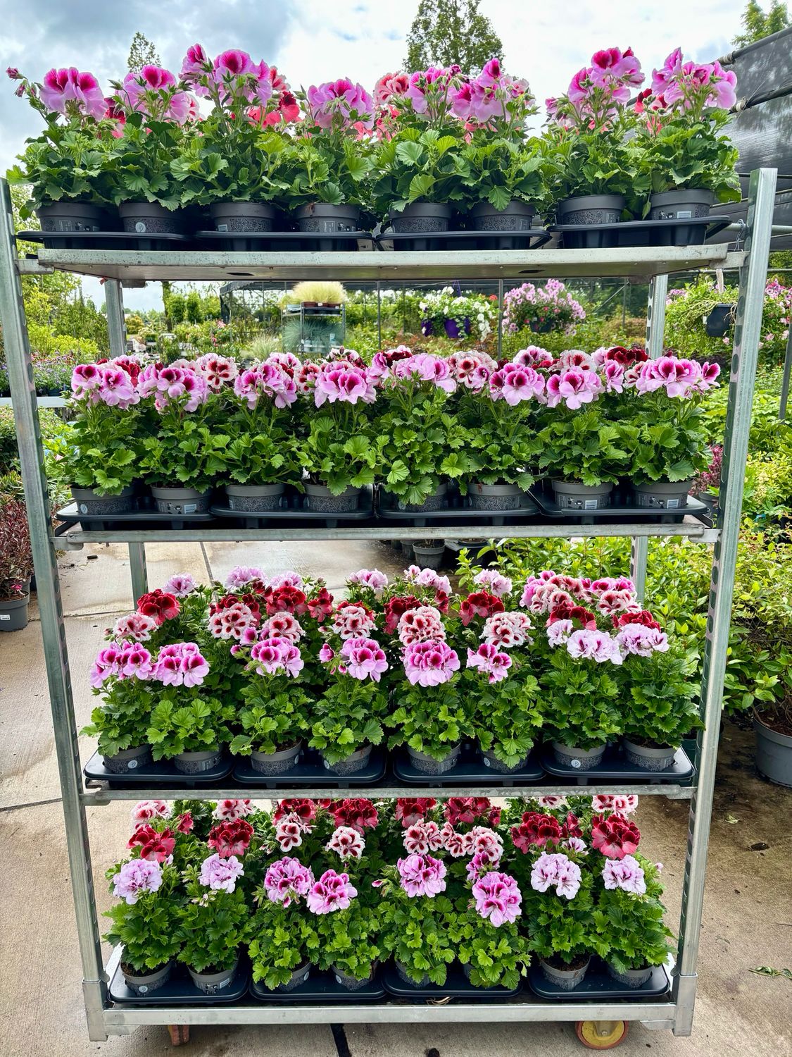 Franse Geranium OP=OP Franse Geranium OP=OP