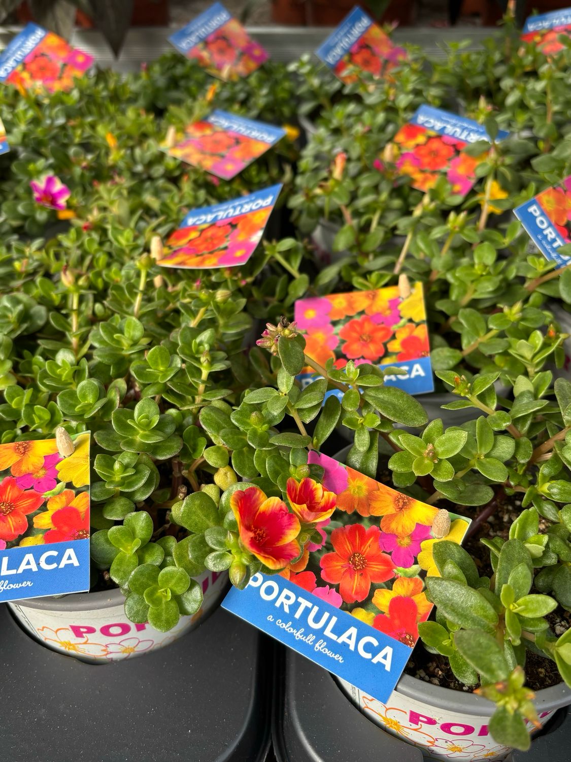 Portulak (Portulaca) OP=OP