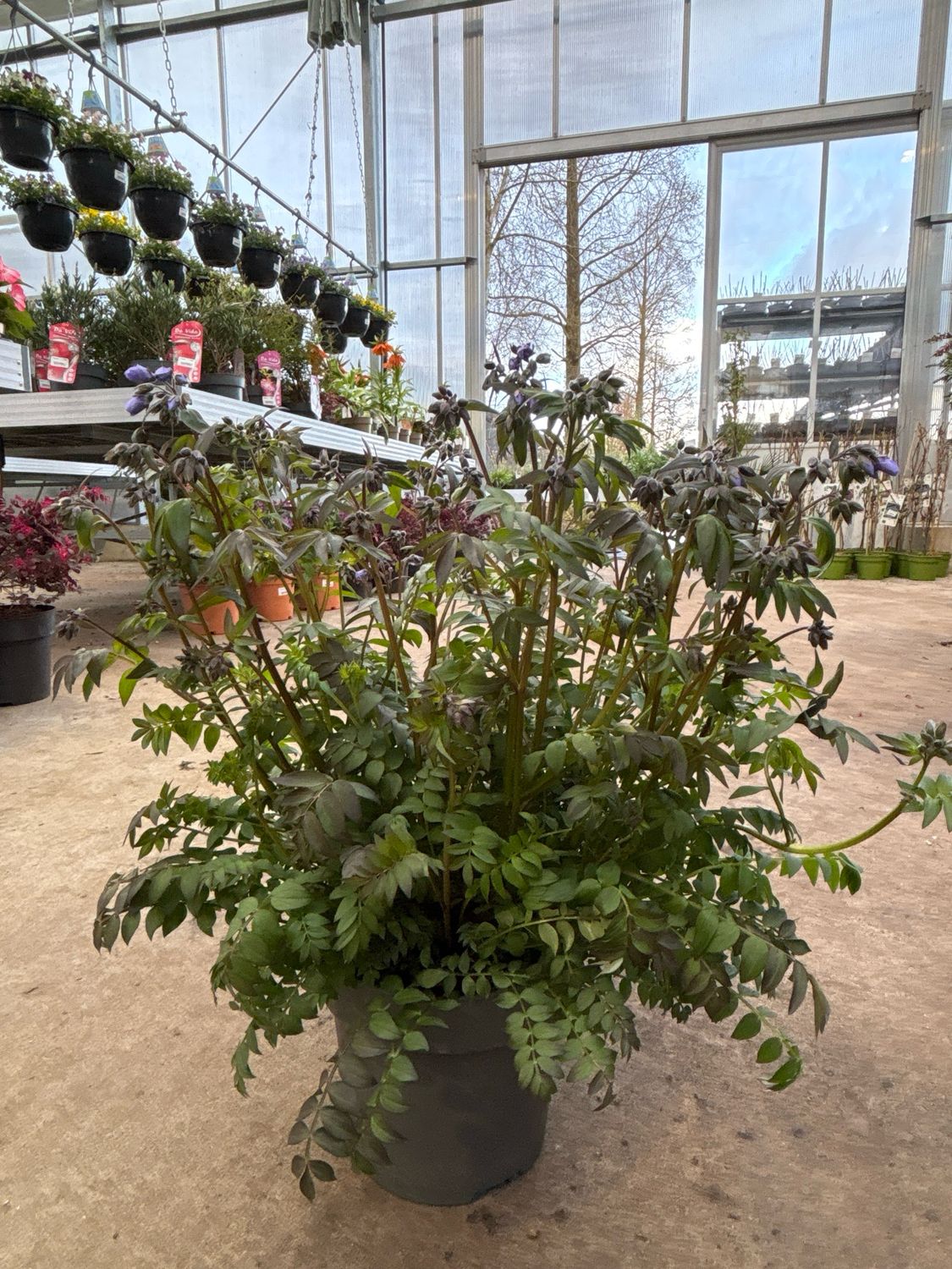 Polemonium ‘Heaven Scent’ (Jacobsladder) OP=OP Polemonium ‘Heaven Scent’ (Jacobsladder) OP=OP