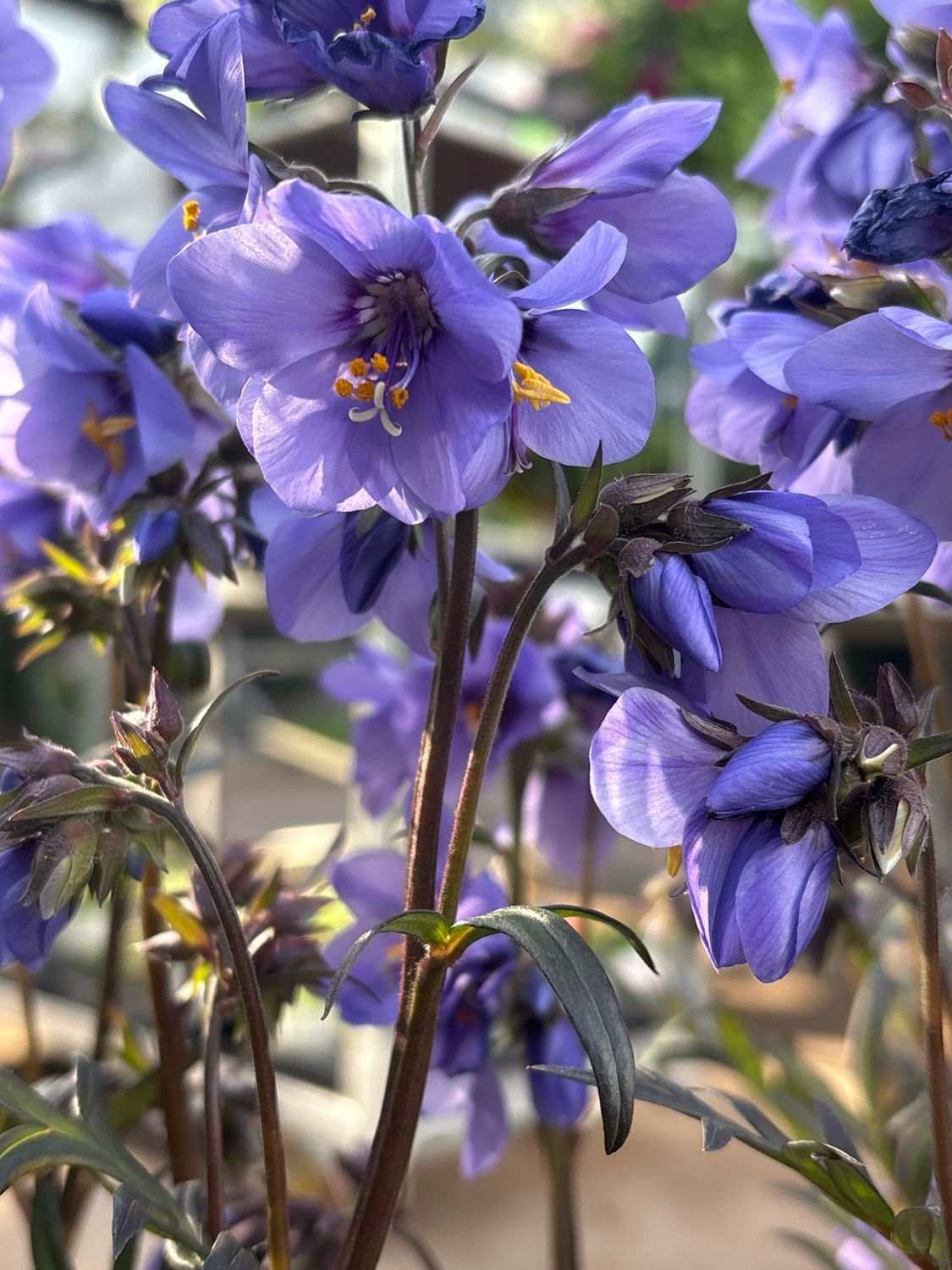 Polemonium ‘Bressingham Purple’ (Jacobsladder) OP=OP