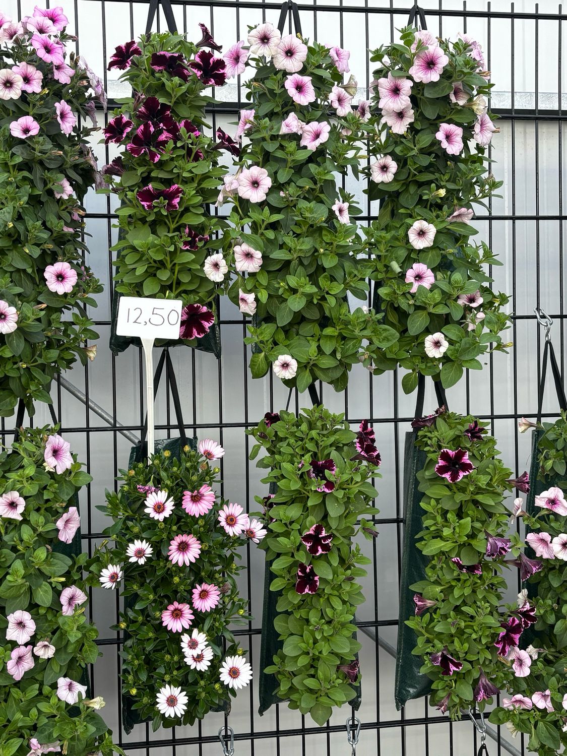 Perkplanten (perkplant) hangzakken OP=OP