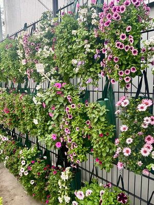 Perkplanten (perkplant) hangzakken 2 voor €20 OP=OP