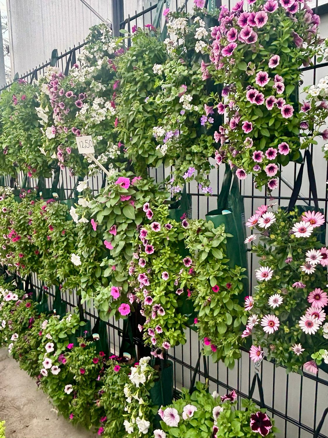 Perkplanten (perkplant) hangzakken 2 voor €20 OP=OP