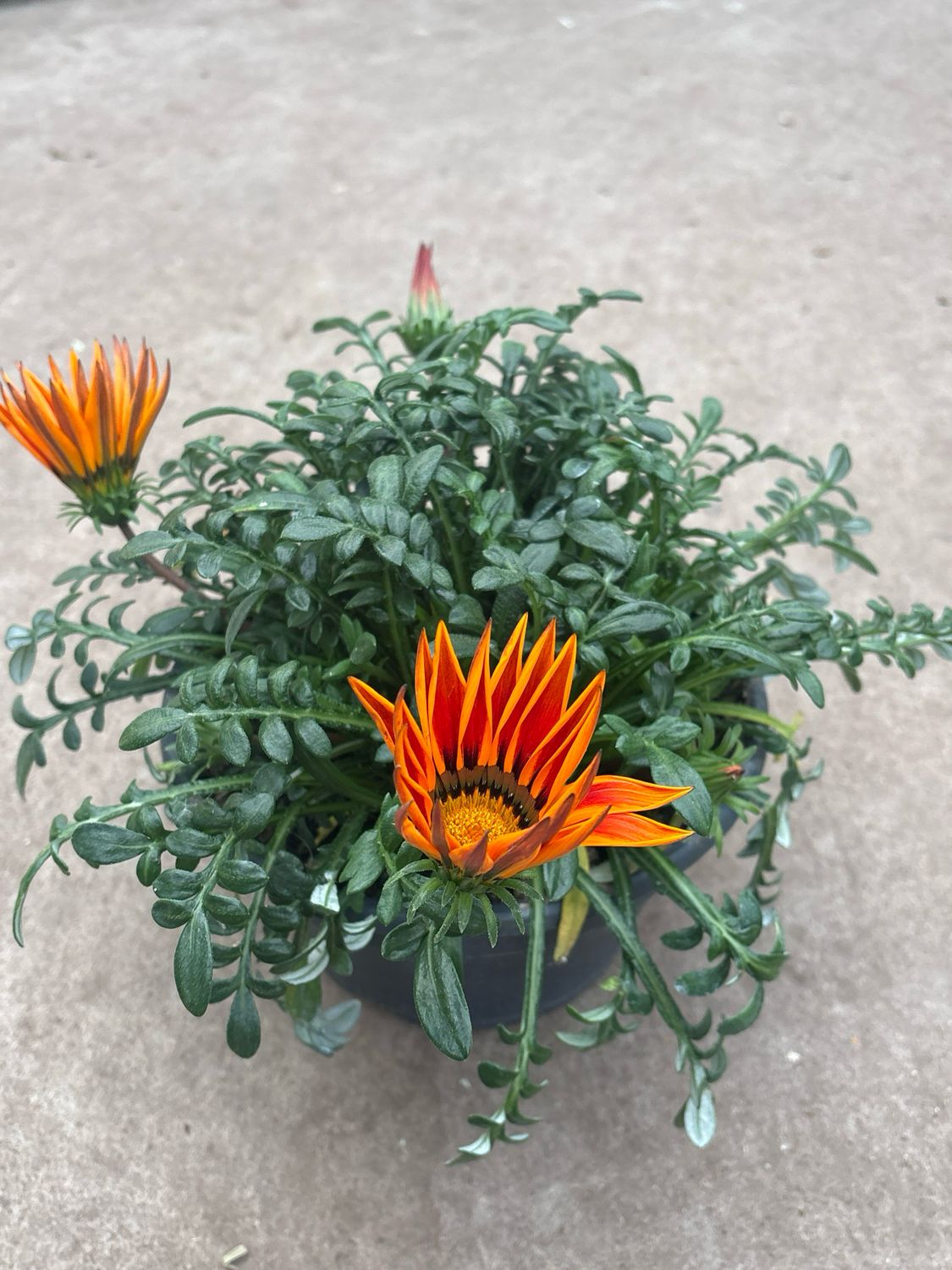 Gazania Oranje OP=OP