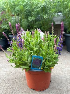 Salvia (Salie) OP=OP Salvia (Salie) OP=OP