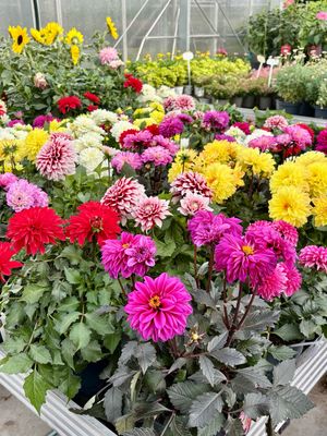 Dahlia Verschillende kleuren OP=OP Dahlia Verschillende kleuren OP=OP