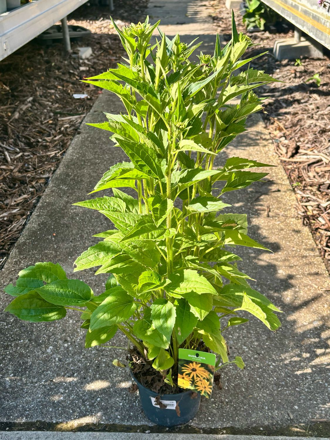 Rudbeckia fulgida 'Goldsturm ( gele Zonnehoed) OP=OP