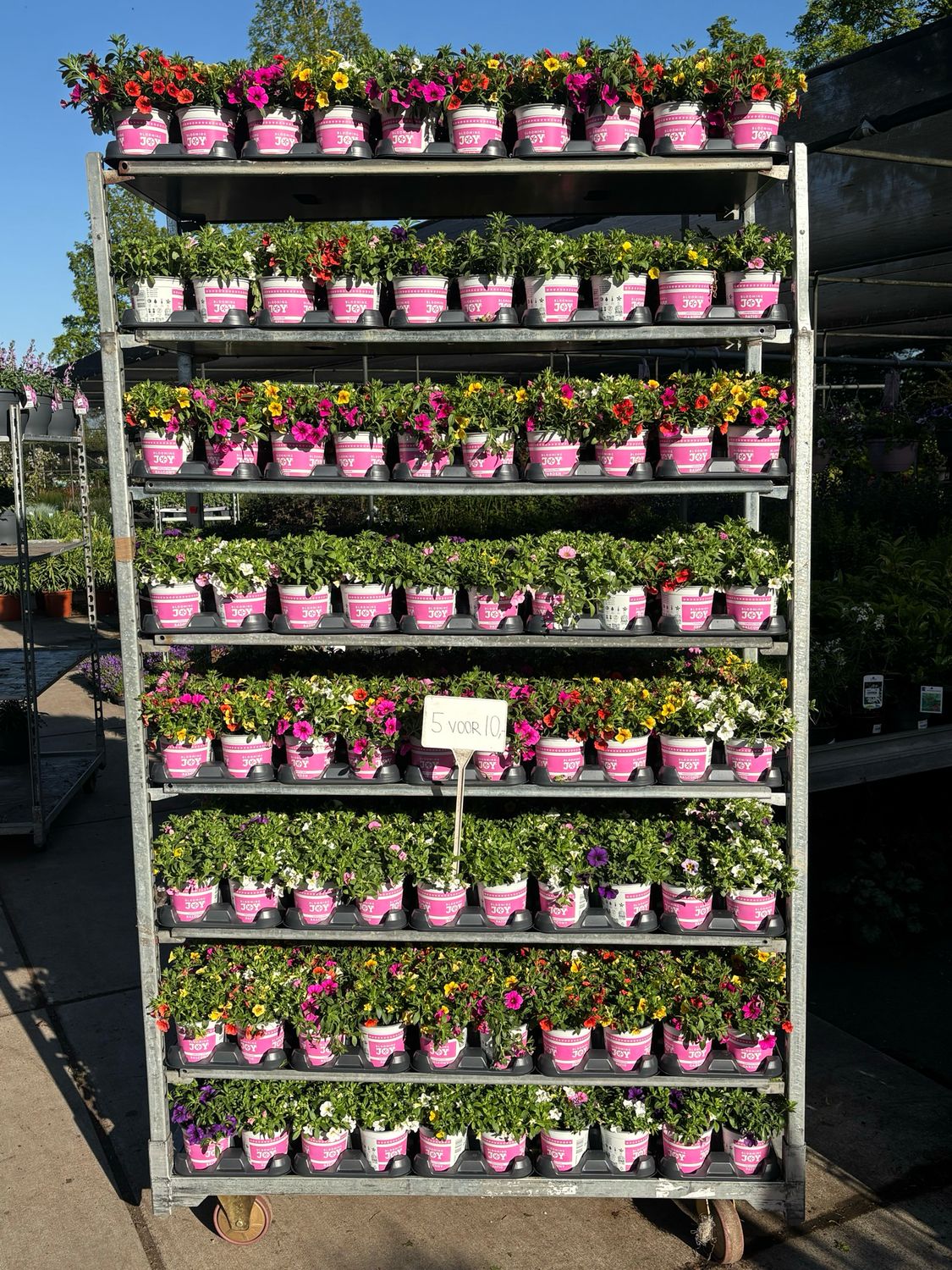 Calibrachoa 3 colour 5 voor €10 OP=OP
