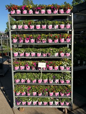 Calibrachoa 3 colour 5 voor €10 OP=OP