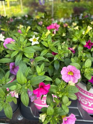 Calibrachoa 3 colour 5 voor €10 OP=OP Calibrachoa 3 colour 5 voor €10 OP=OP