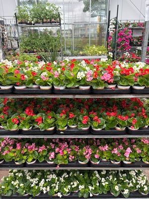 Begonia verschillende kleuren OP=OP Begonia verschillende kleuren OP=OP