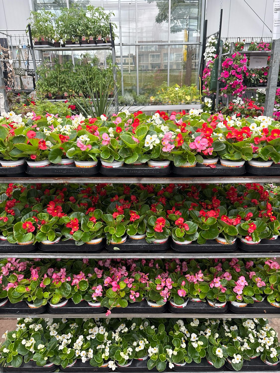 Begonia verschillende kleuren OP=OP