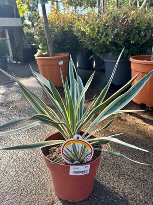 Yucca gloriosa 'Variegata (Palmlelie) OP=OP