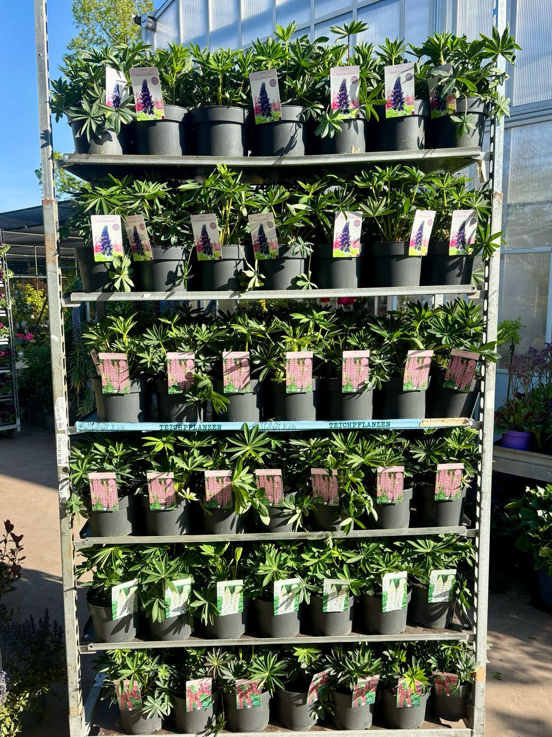 Lupine verschillende soorten OP=OP