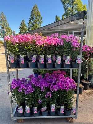 Phlox paniculata (Vlambloem) verschillende soorten OP=OP