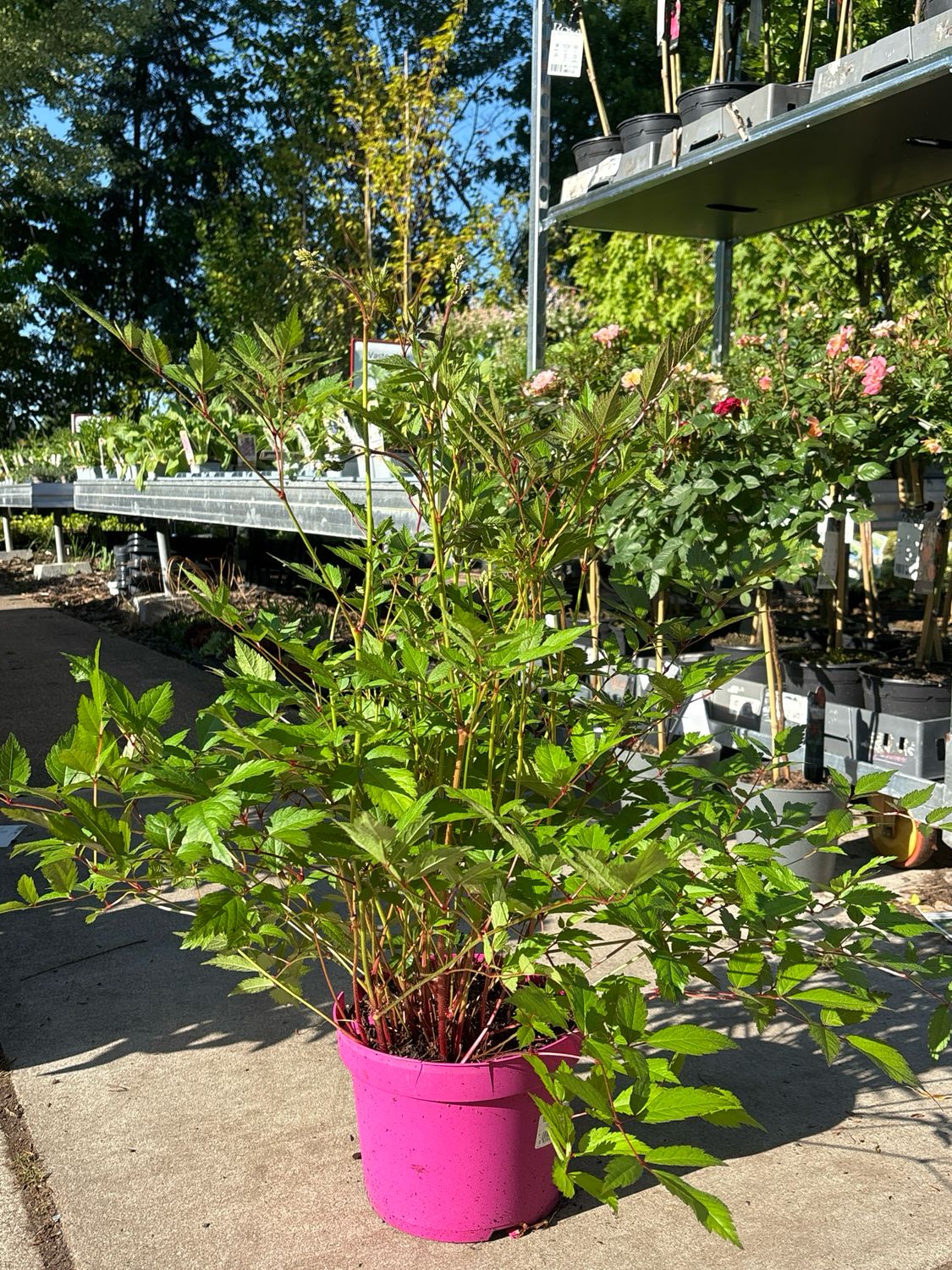 Pluimspirea (Astilbe) OP=OP