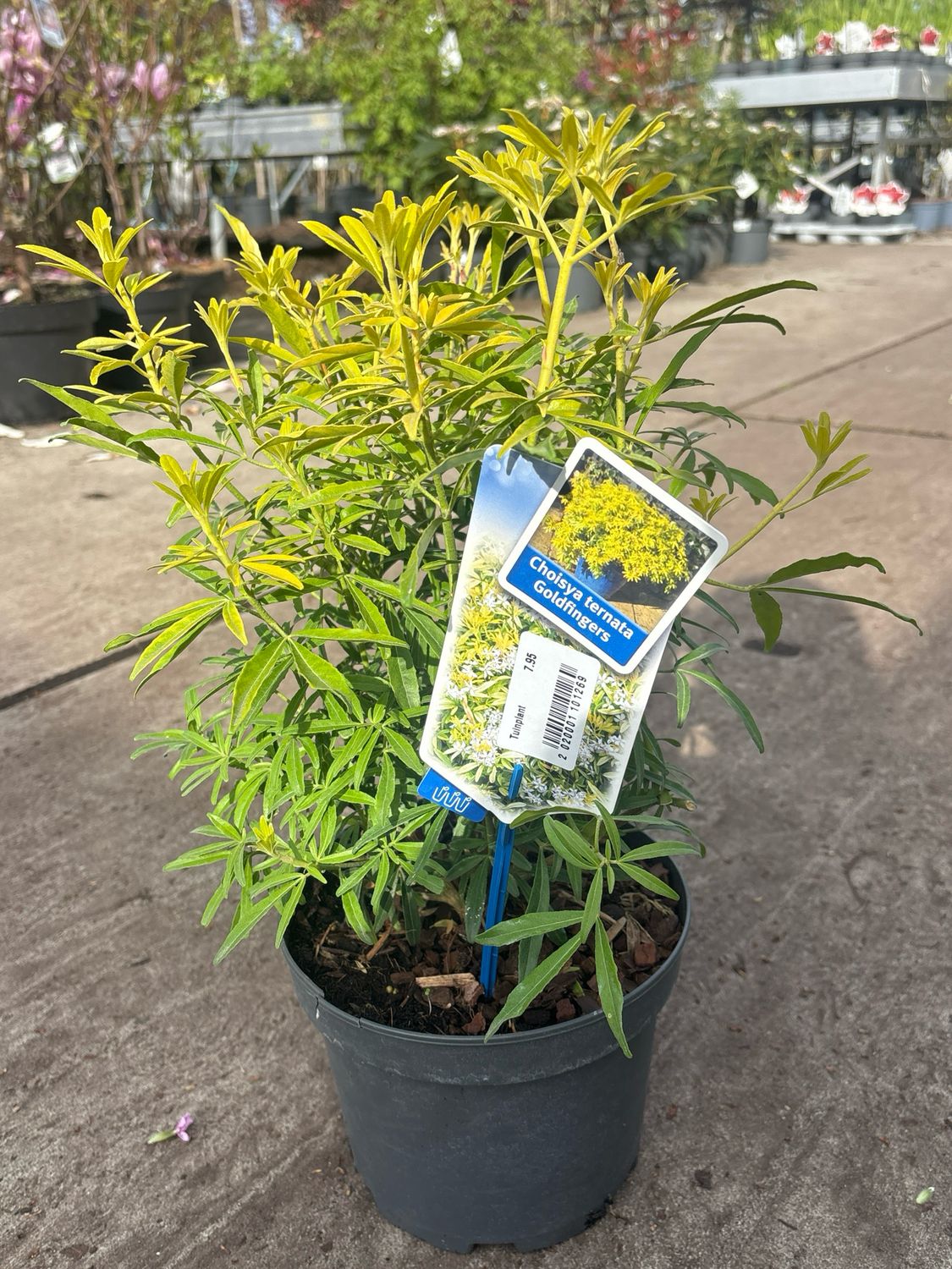 Choisya ternata Goldfingers (Mexicaanse oranjebloesem) OP=OP