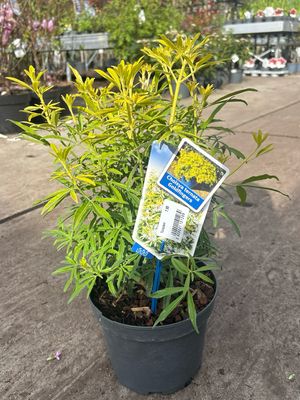Choisya ternata Goldfingers (Mexicaanse oranjebloesem) OP=OP