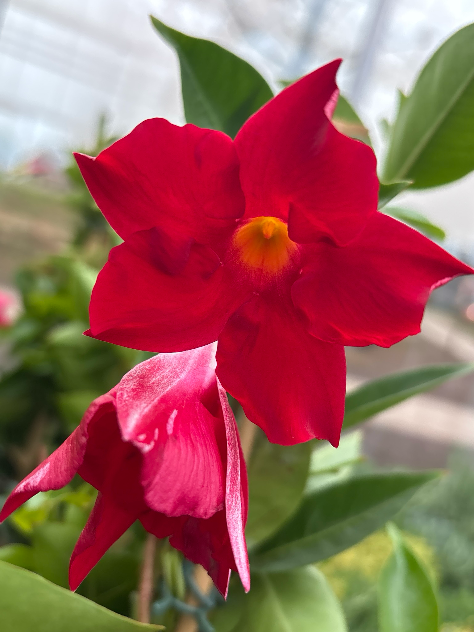 Mandaville (Sundaville) Rood OP=OP