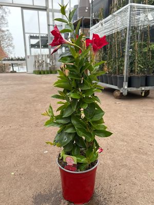 Mandaville (Sundaville) Rood OP=OP