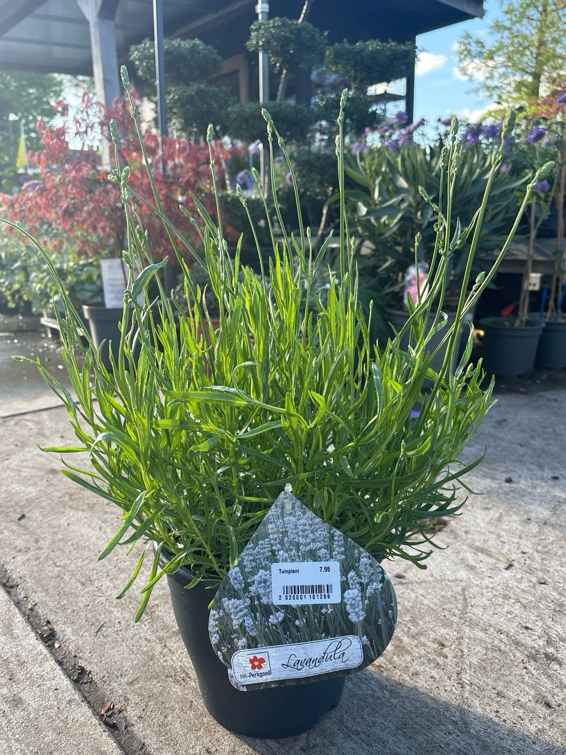 Lavandula wit (Lavendel) OP=OP