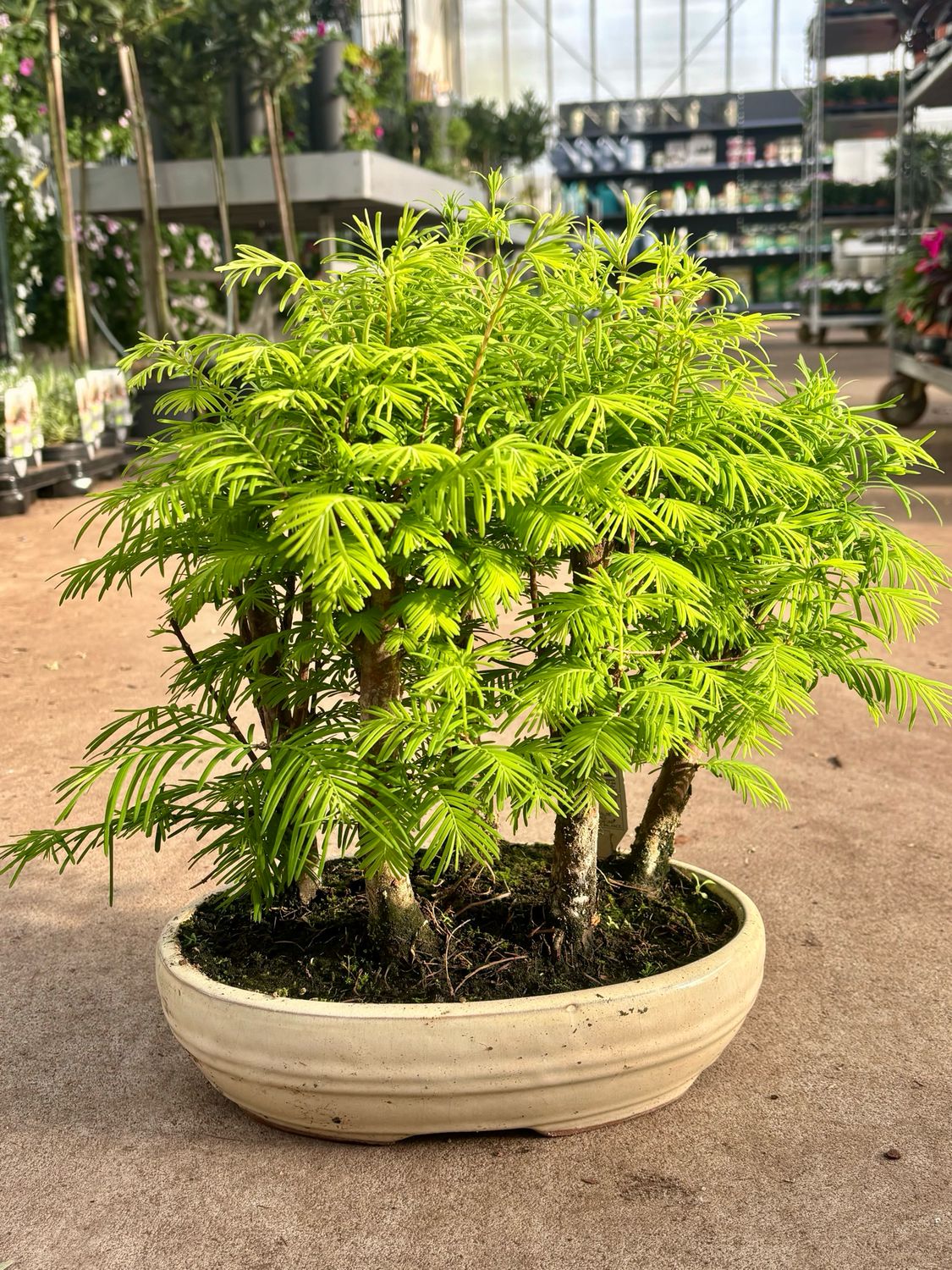 Bonsai Metasequoia glyptostroboides ( Watercipres ) OP=OP