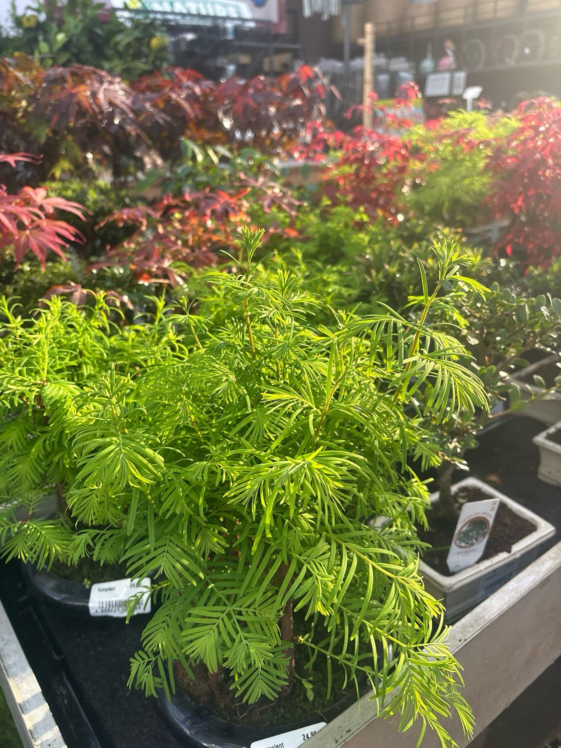 Bonsai Metasequoia glyptostroboides ( Watercipres ) OP=OP Bonsai Metasequoia glyptostroboides ( Watercipres ) OP=OP