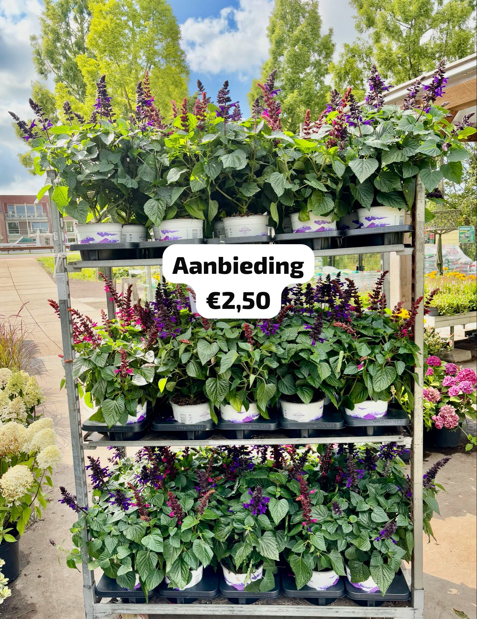 Salvia Salgoon (max 3 per klant OP=OP
