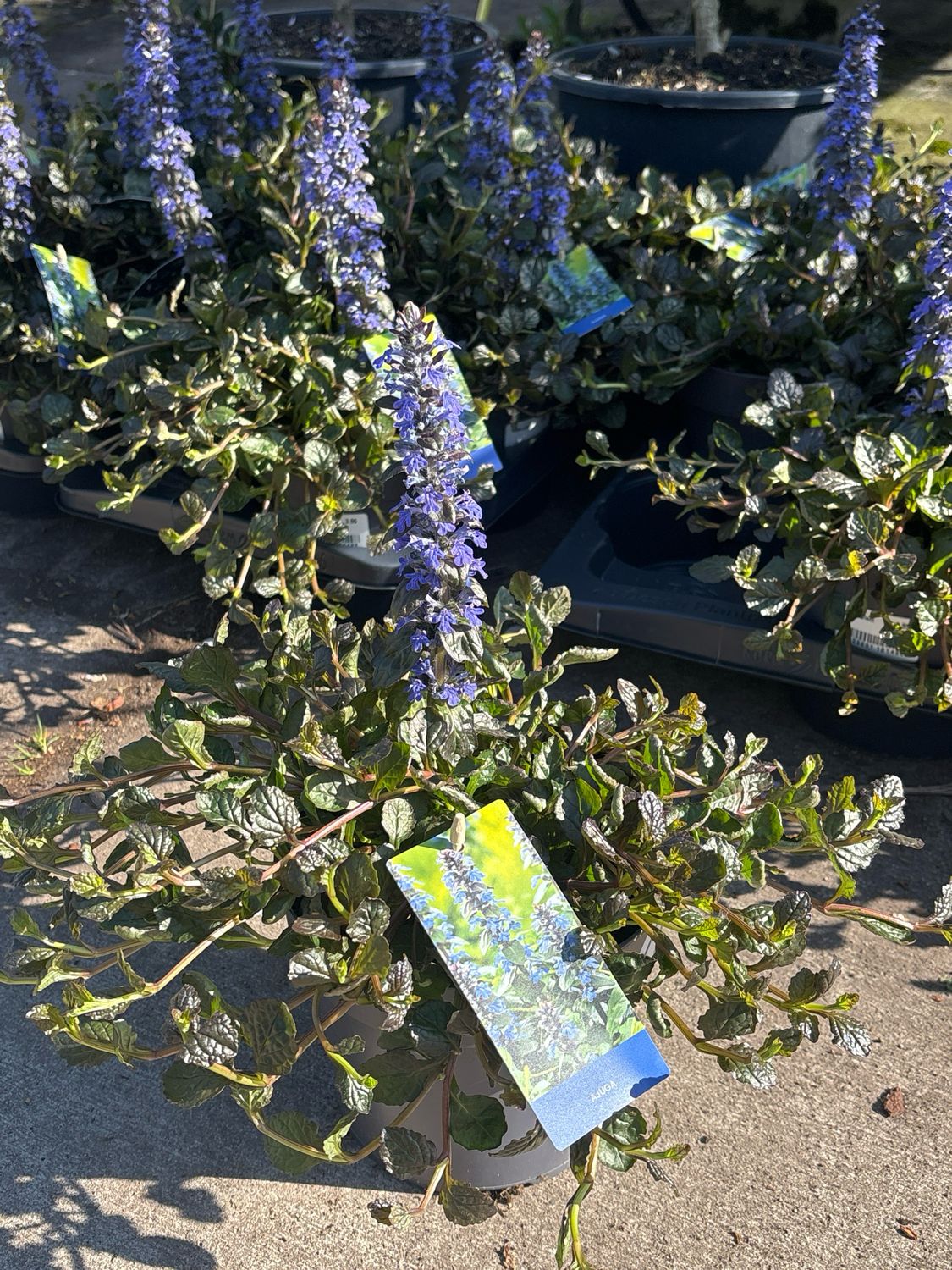 Ajuga reptans (Zenegroen) OP=OP